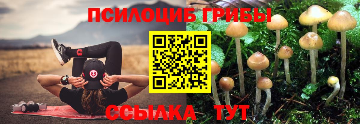 Галлюциногенные грибы Psilocybe Сочи